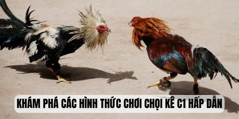 Khám phá các hình thức chơi chọi kê C1 hấp dẫn