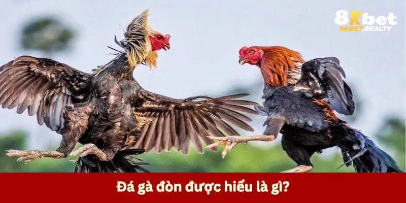 Khái niệm cần nắm về đá gà đòn
