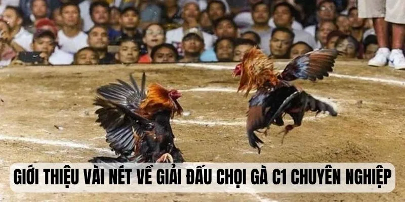 Giới thiệu vài nét về giải đấu chọi gà C1 chuyên nghiệp